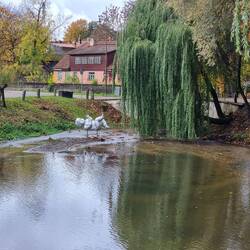 Anina: Baby in Fluss gefallen