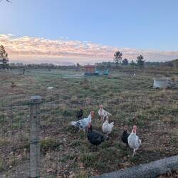 Add turkeys to the list boys
