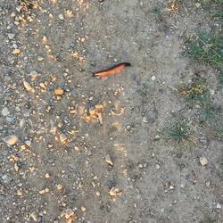 Another slug - at the beginning of his adventure