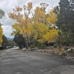 Changing Aspen leaves.