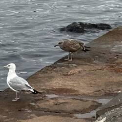 Birds on the Pier