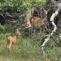 Deer we passed on a bike ride