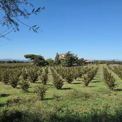 Hazelnut grove