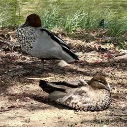 Australische Holzenten (Australian Wood Duck)