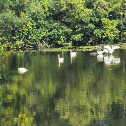 Swans on the River