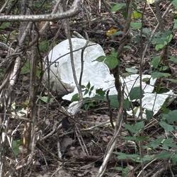 Giant Puffball mushroom