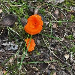 Colorful mushroom