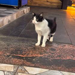Die Katze des Restaurants