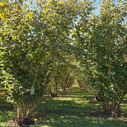 Hazelnut trees