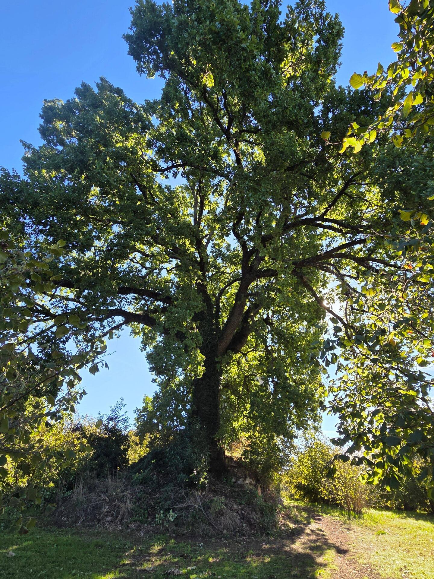Mighty oak
