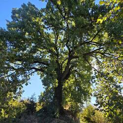 Mighty oak