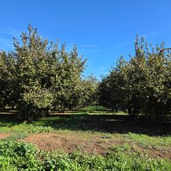Hazelnut trees