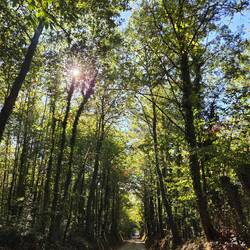 Chestnut trees