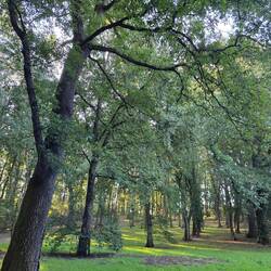 Oak trees
