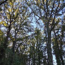 Oak trees