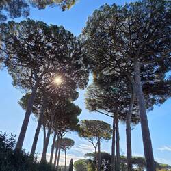 Stone pine tree
