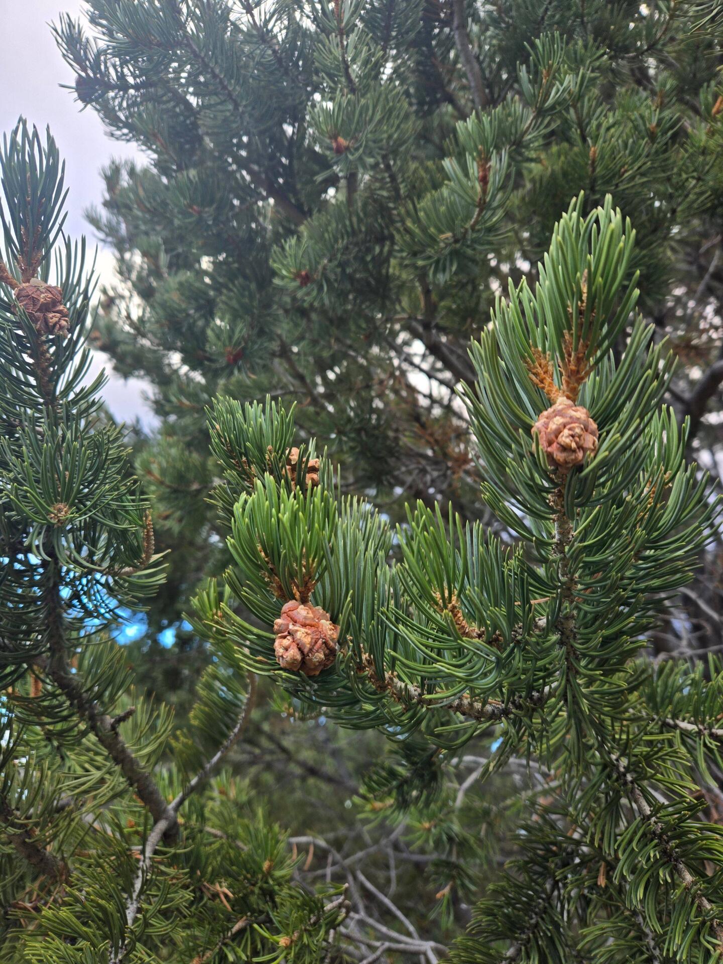 Pinon pine nuts