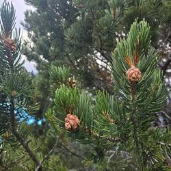 Pinon pine nuts
