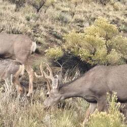 More of our quieter neighbors