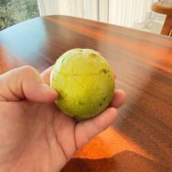 Cut open green skinned passion fruit with noodles