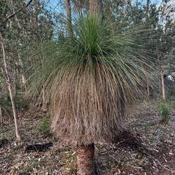 Grass Trees wachsen extrem langsam. Manche Exemplare sind mehrere hundert Jahre alt.