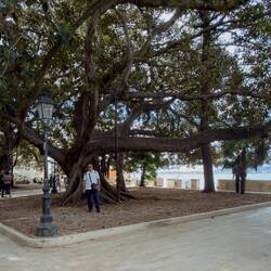 Giardino Arethusa is shaded by giant banyan/fig trees — Ortigia Island.