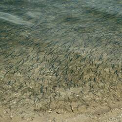 This sandy beach has a lot of small fish schooling near the shoreline — Ortigia Island.