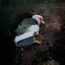 Muscovy Duck @ Arethusa Fountain — Ortigia Island.