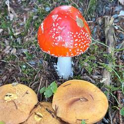 Gestern noch davon gesprochen und heute unseren ersten Fliegenpilz entdeckt!