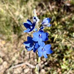 eine Blaue Orchideenlilie (Thelymitra)
