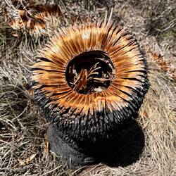 Ein "Grass Tree" am Ende seiner Existenz.