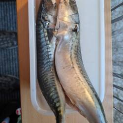 Und nach getaner Arbeit wir richtig guter Fisch zubereitet