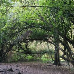 Trees in the nature complex