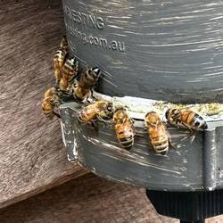 Die Bienen sind auch durstig.
