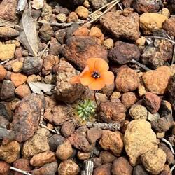 eine winzig kleine Blume