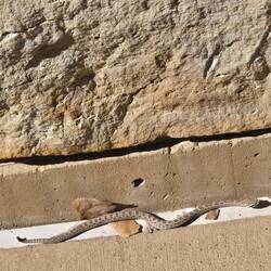 Baby rattlesnake out on the walkway