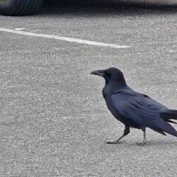 A big raven cruising for picnic leftovers.