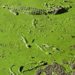 Alligatorfamilie