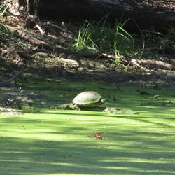 Schildkröte
