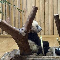 This is a "toddler" panda in the nursery