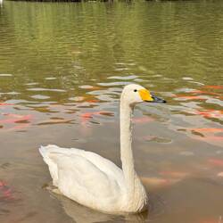 Swan lake