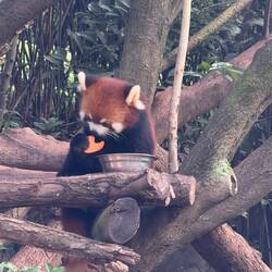 Red pandas were much more active