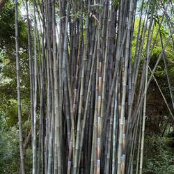 The bamboo has beautiful patterns