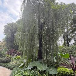 Peoples park