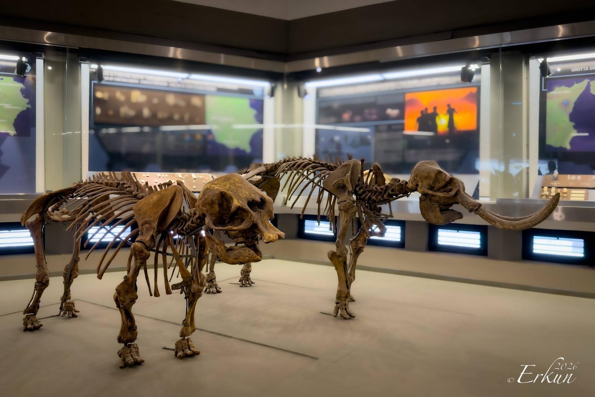 Elephas falconeri Busk ... adult female (L) & male ... aka extinct pygmy elephant.