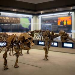 Elephas falconeri Busk ... adult female (L) & male ... aka extinct pygmy elephant.