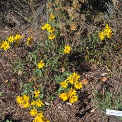 Wild sunflowers