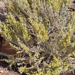 Blooming sagebrush