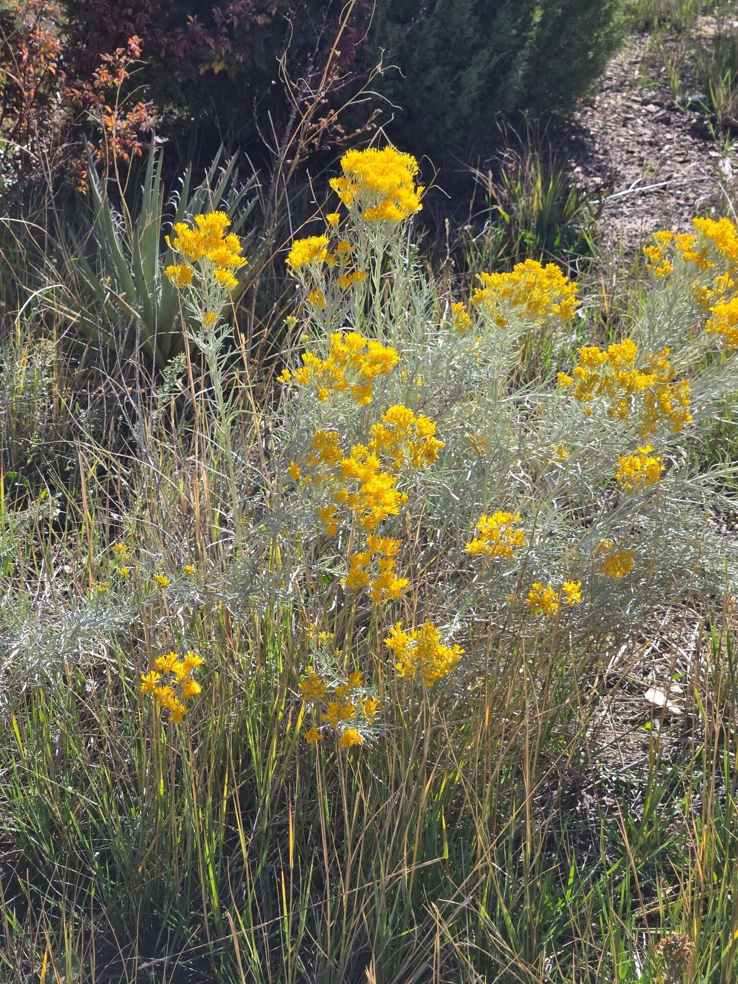 Rabbitbrush in bloom