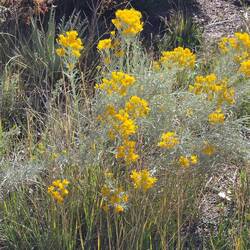 Rabbitbrush in bloom